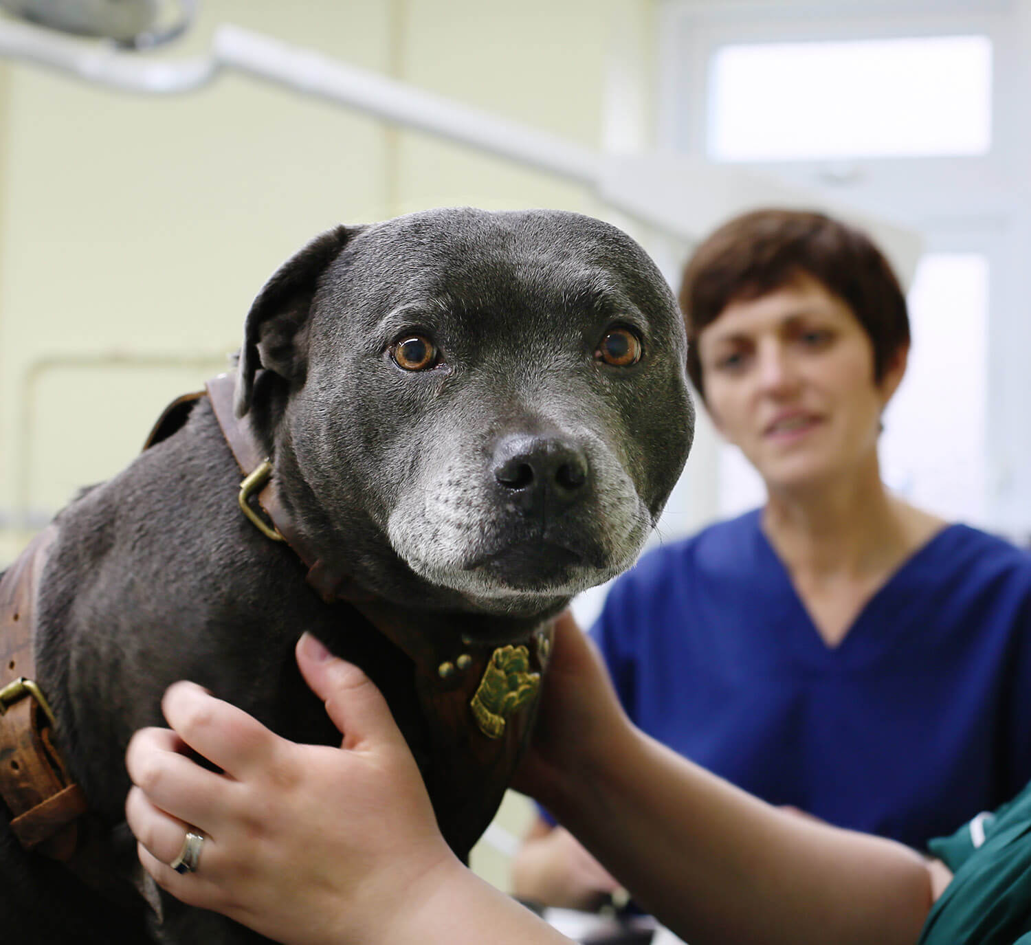 what-should-i-do-if-i-find-a-stray-dog-in-north-west-leicestershire