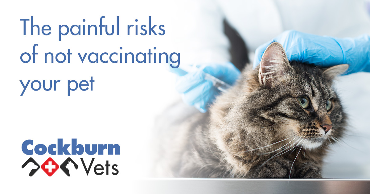 The painful risk of not vaccinating your pet | Cockburn Vets