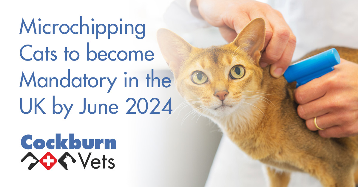 Microchipping Cats To Become Mandatory In The UK By June 2024   Microchipping Cats To Become Mandatory In The UK By June 2024 Cockburn Vets Coalville Fb Blog 