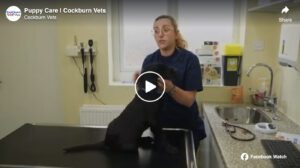 Video: Puppy Care | Cockburn Vets in Coalville