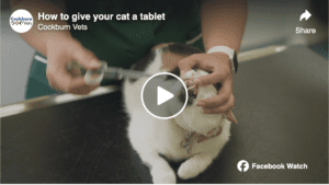 Video: Giving your cat a tablet | Cockburn Vets in Coalville