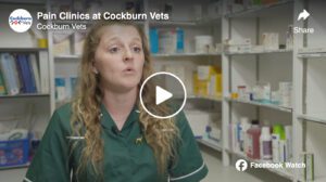 Pain Clinics at Cockburn Vets