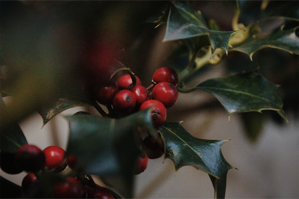 2. Mistletoe and Holly-Keeping Your Pets Safe At Christmas