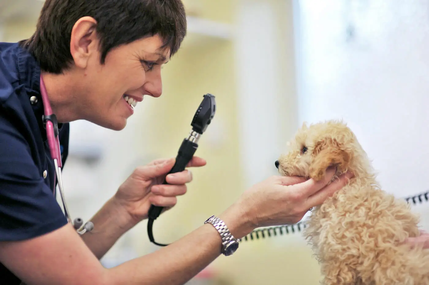 Vet examining dog's eyes