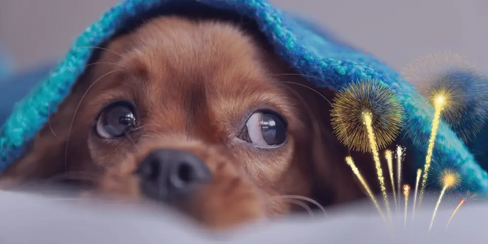 Top tips for firework fear in pets