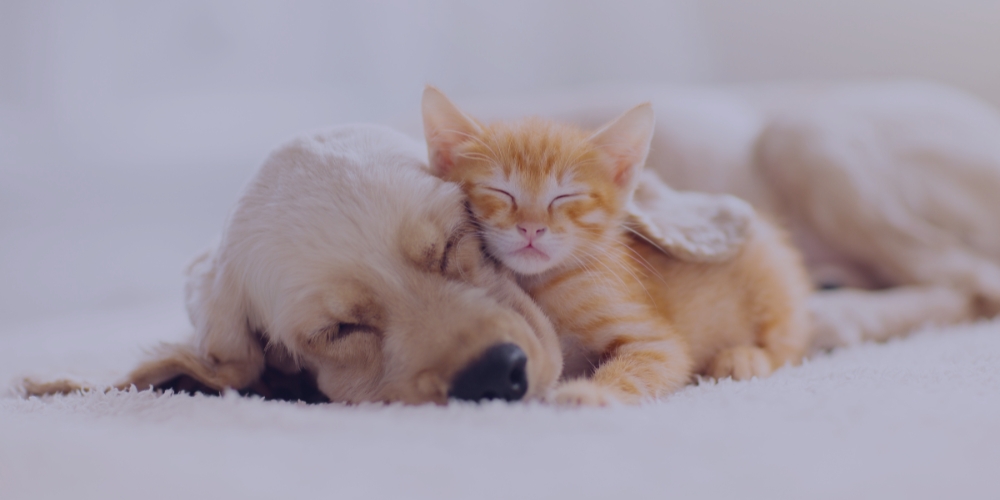 Cockburn blog - top tips for caring for puppies & kittens