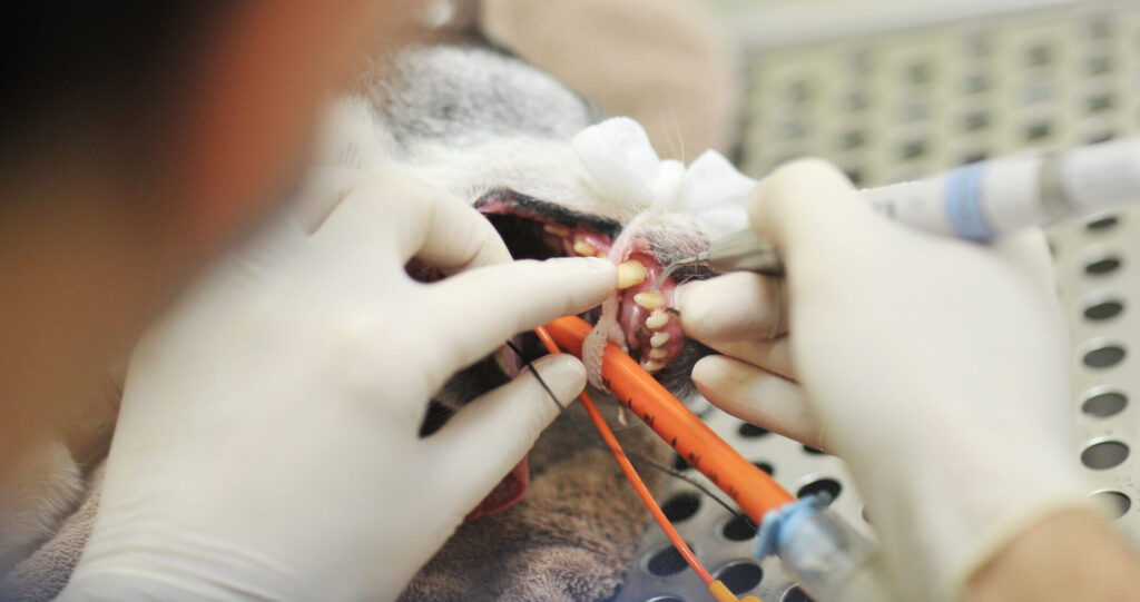 Pet Dental health