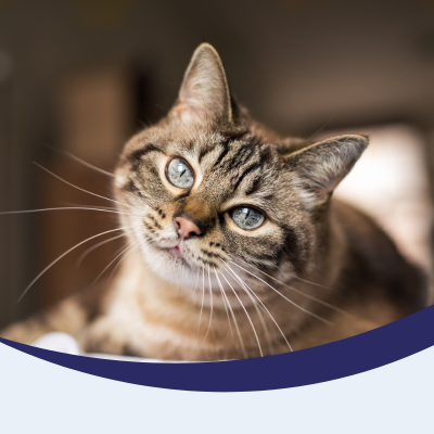 Cat Healthy Paws Club
