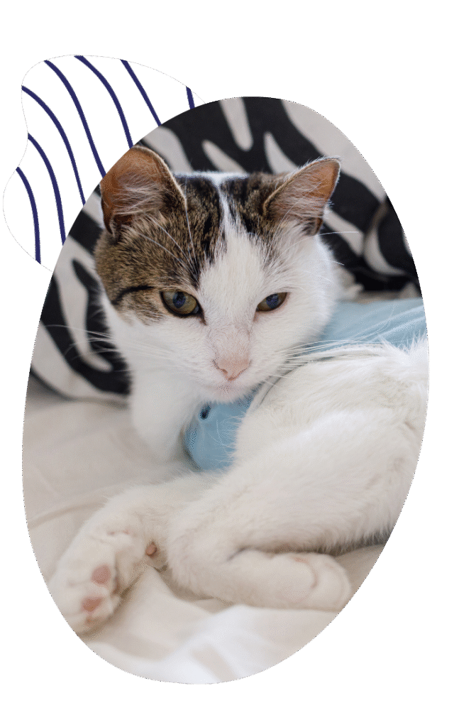 Neutering your pet at Cockburn Vets