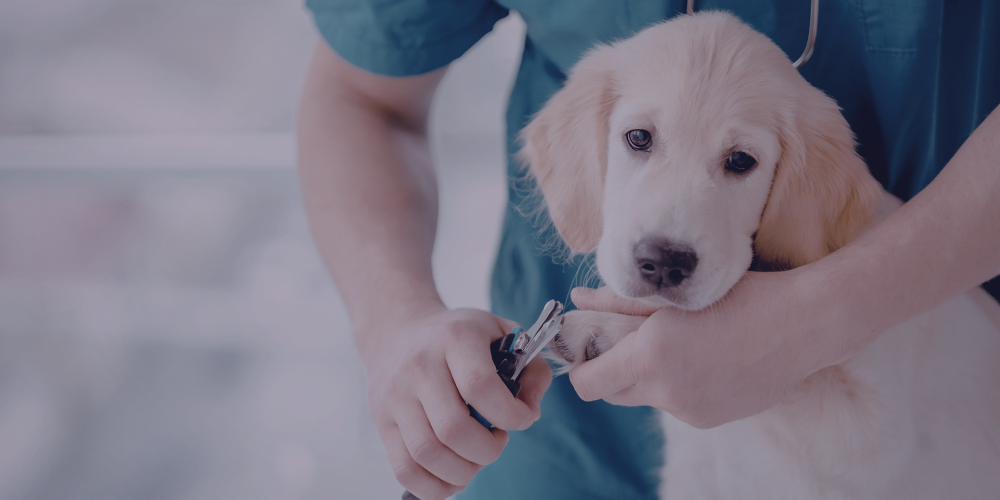 Essential Tips for Pet Nail Clipping