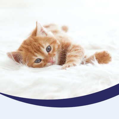 Kitten membership to Junior Paws Club