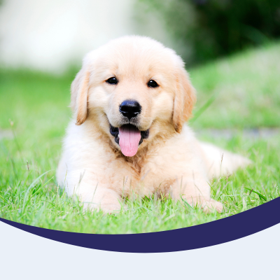 Puppy membership to Junior Paws Club