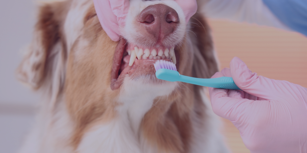 Dental health