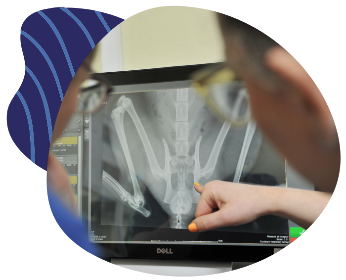 x-ray