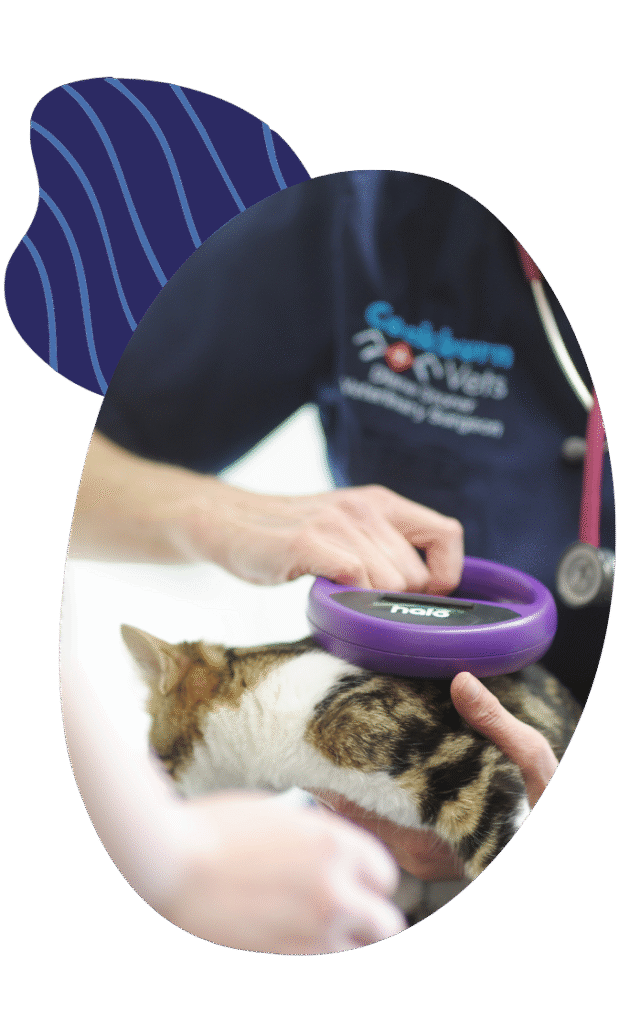 Microchipping