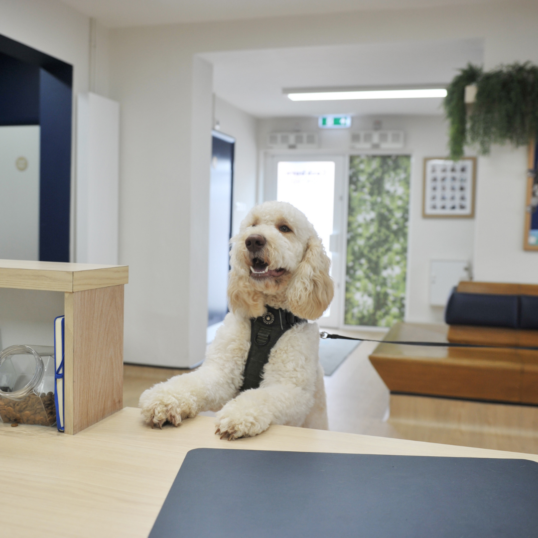Dog Cockburn Reception