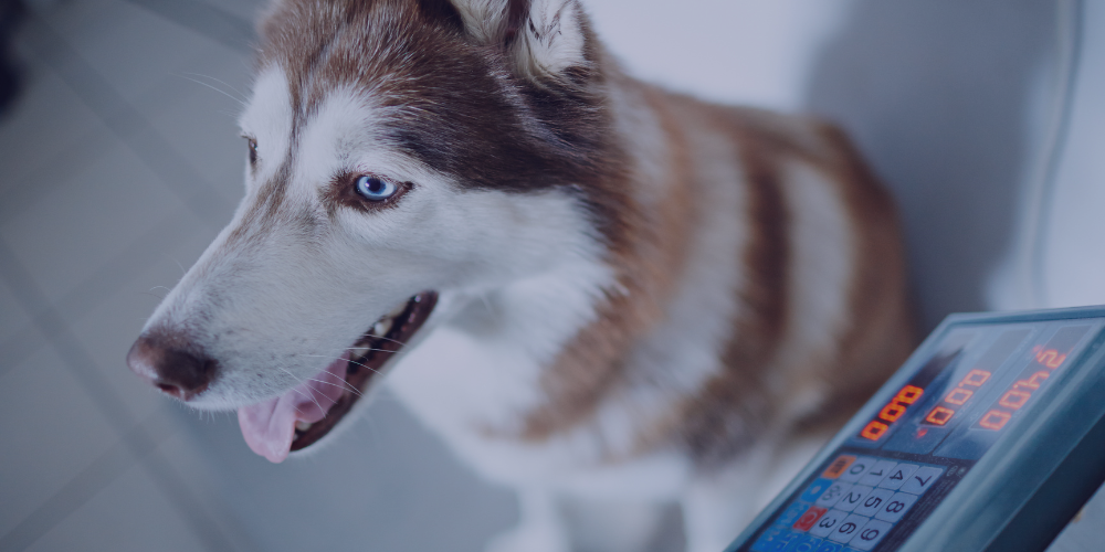 How to Check if Your Pet’s Weight Is Correct