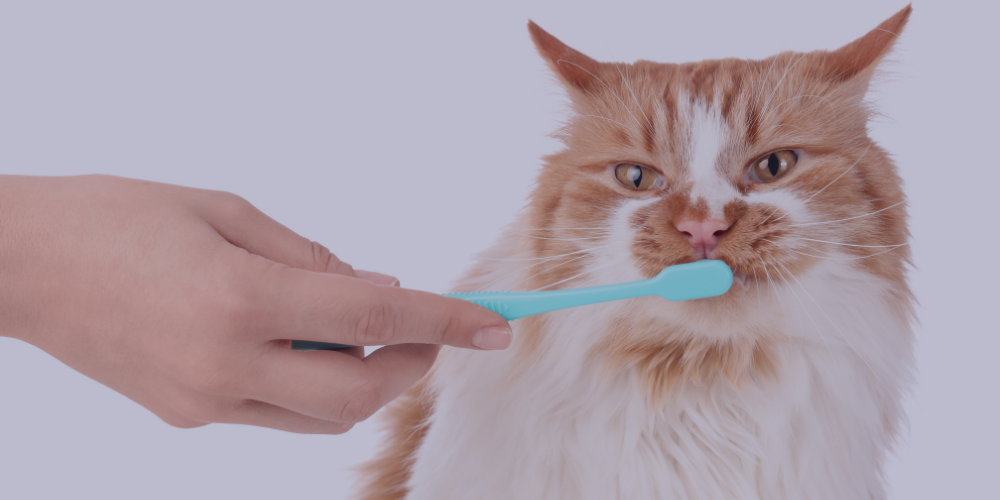 Identifying and Preventing Dental Disease in Dogs and Cats