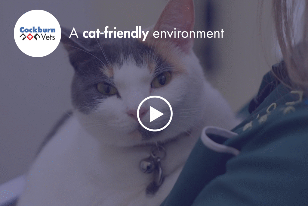 Cat friendly video