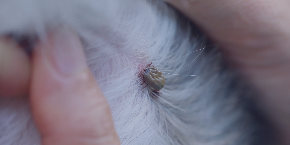 Ticks