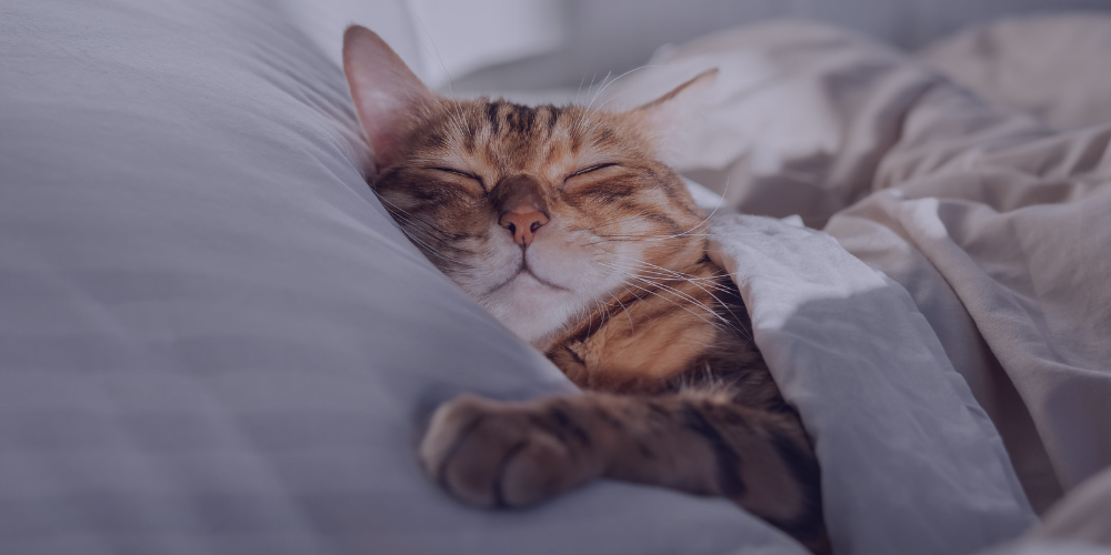 A cat is snuggled up in bed - blog on helping your pet adjust to a clock change