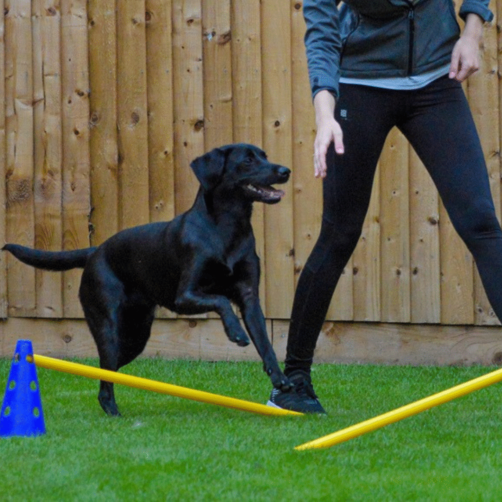 What is veterinary physiotherapy