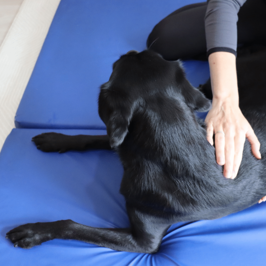 veterinary physiotherapy
